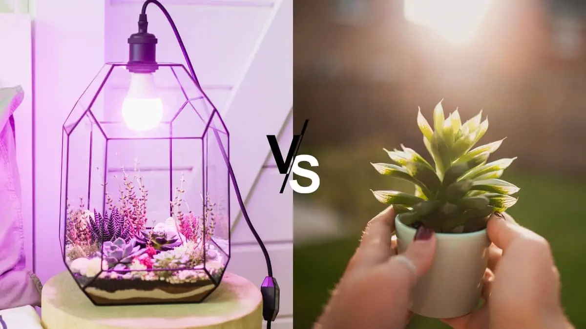 Artificial Light For Succulents vs Sunlight