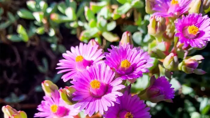 Best Light Cycle For Flowering Succulents For Outdoor Gardening
