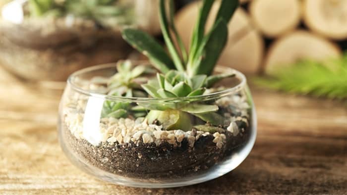 Guide On How To Plant Succulent In Glass Bowl