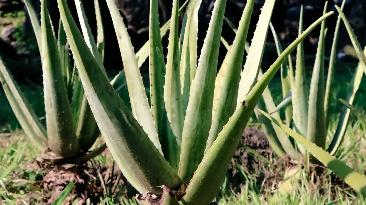 How Long Do Aloe Plants Live Succulents Help 4844