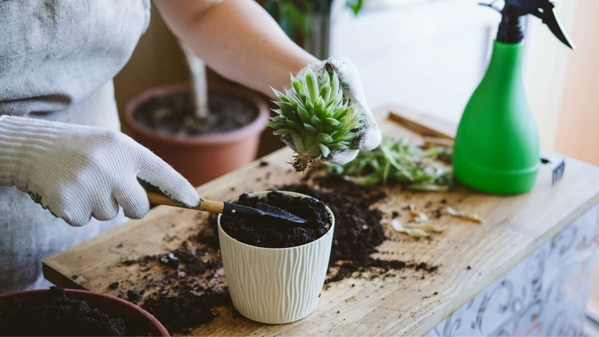 How Make The Perfect Loam Soil For Succulent