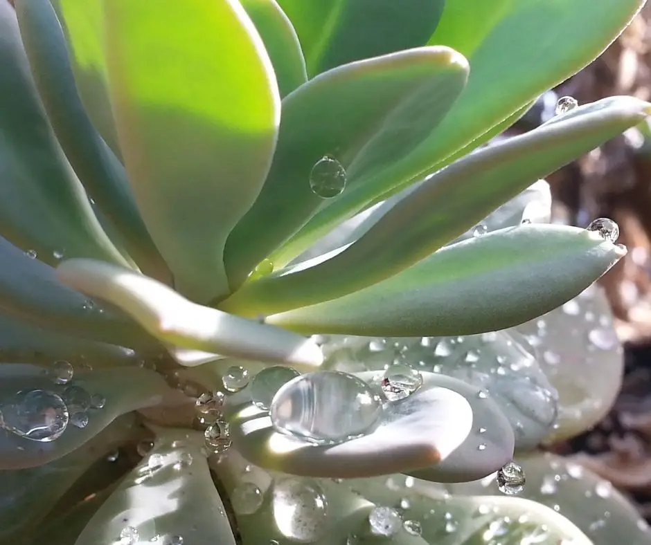 how-often-do-you-water-a-succulent-succulents-help