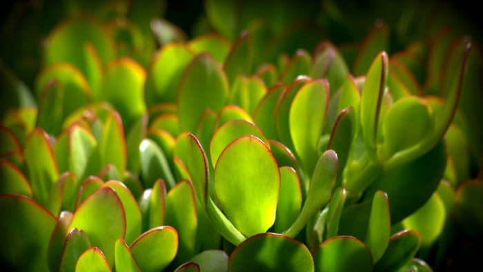How To Care Of Your Jade Plant