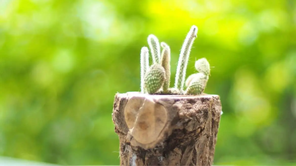 How To Hollow Out A Log To Make A Succulent