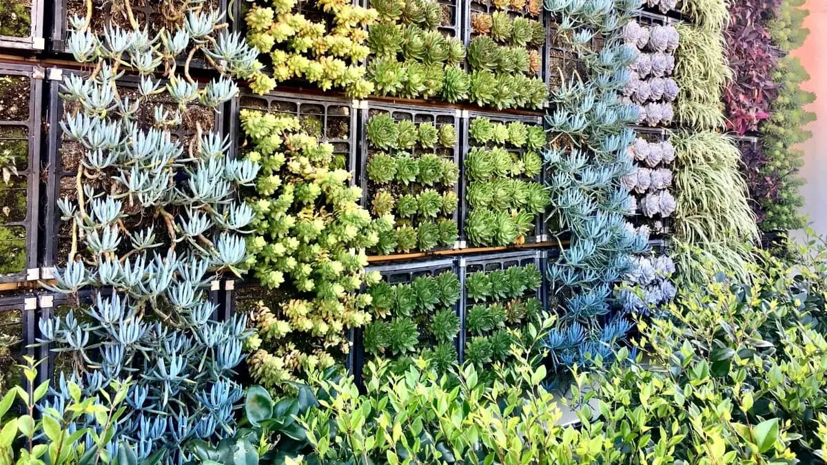 How To Make Hanging Succulent Gardens