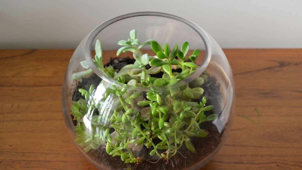 How To Plant Succulent In Glass Bowls