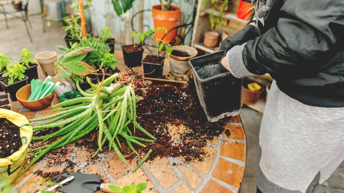 How To Split Aloe Plants Properly