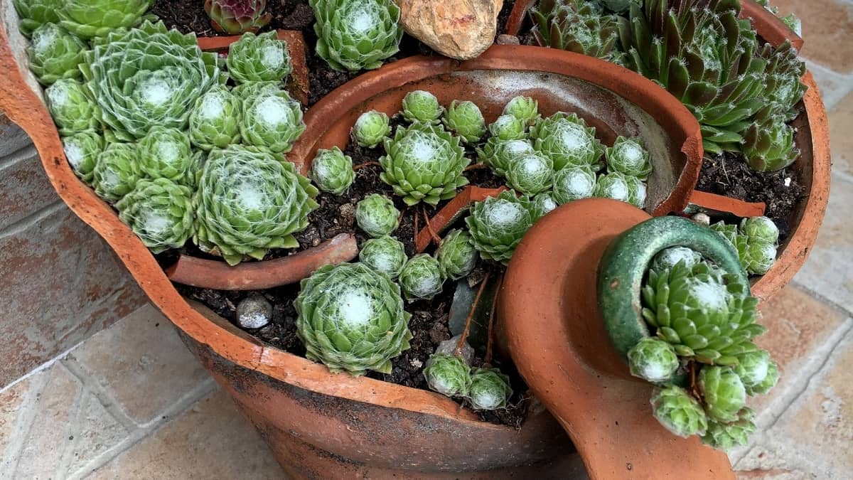 How To Transplant Hen And Chicks Plants