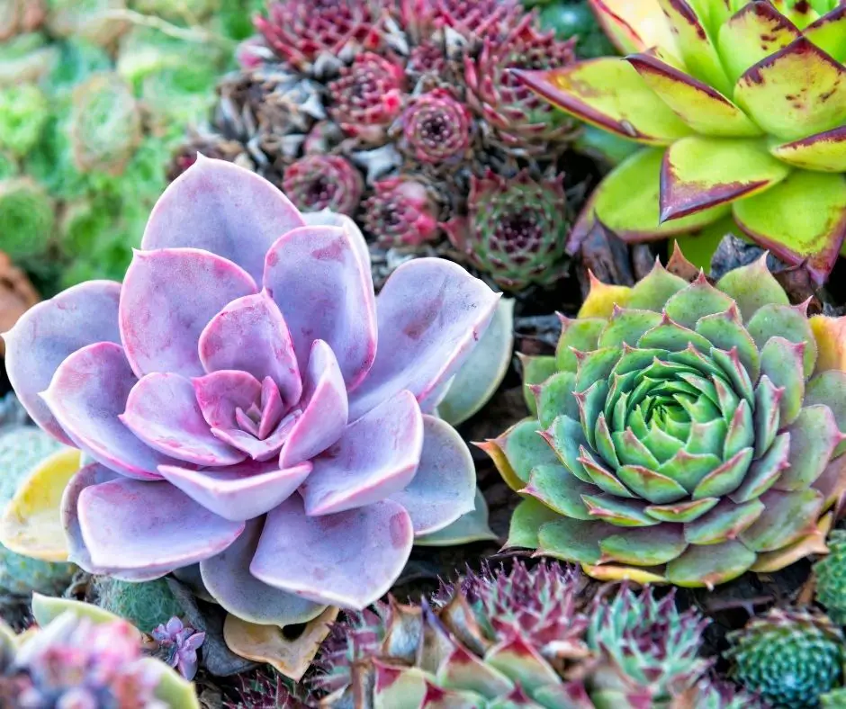 how-to-color-succulents-succulents-help