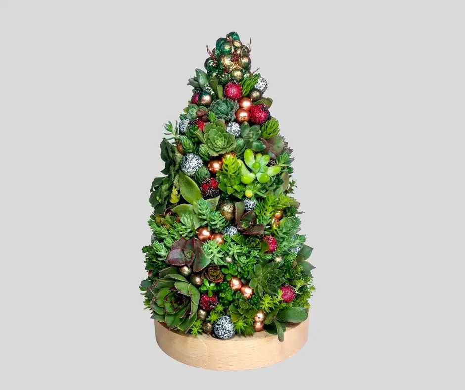 How to Make Succulent Christmas Tree? Succulents Help