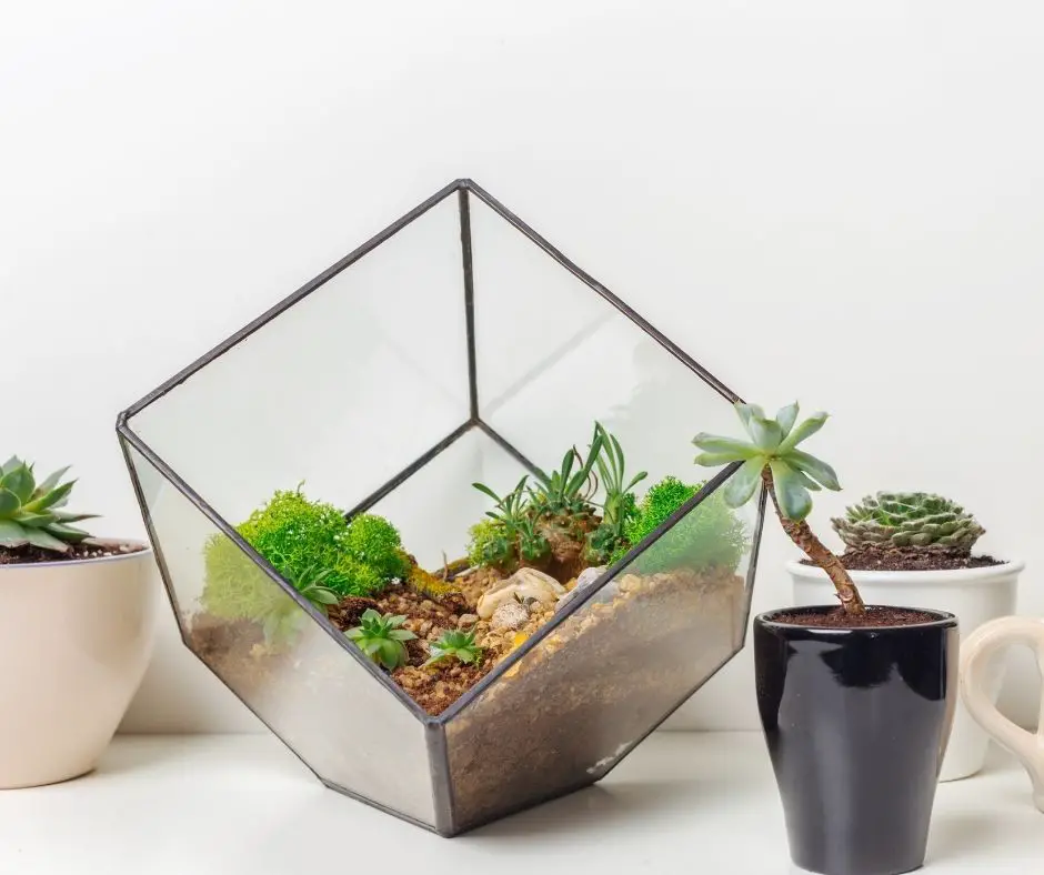 How to Plant Succulents IN Glass Bowl? - Succulents Help