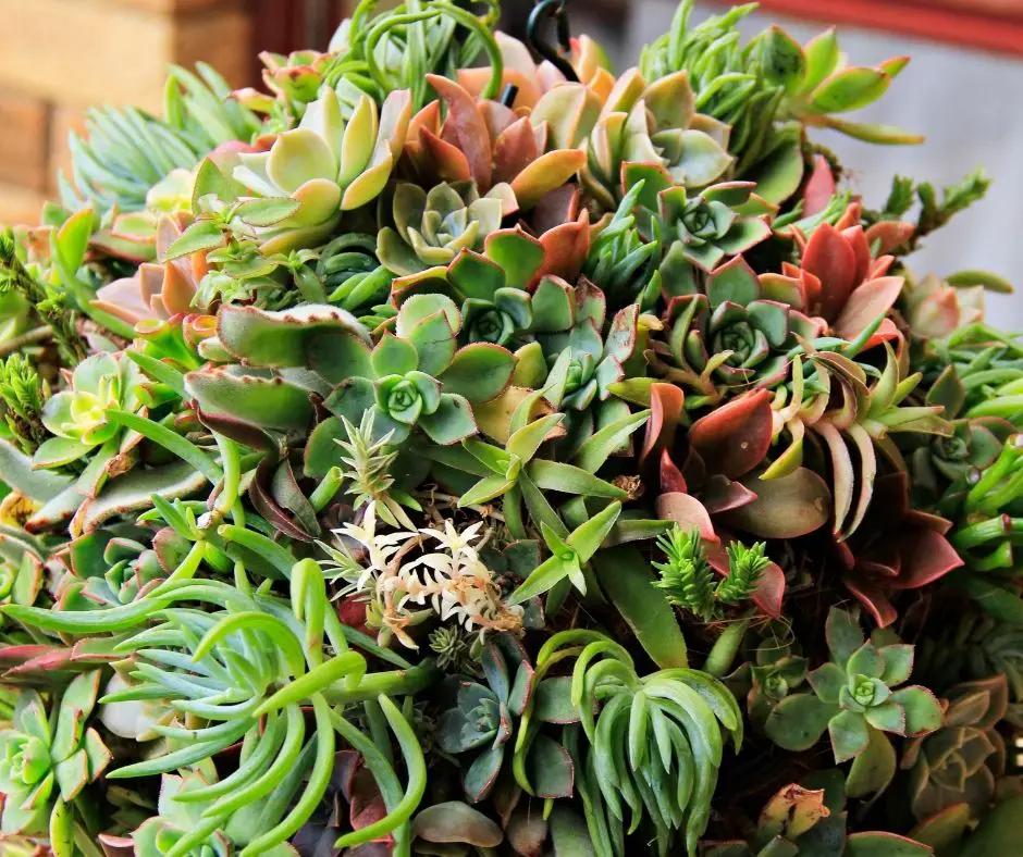 how-to-treat-fungus-on-succulents-succulents-help