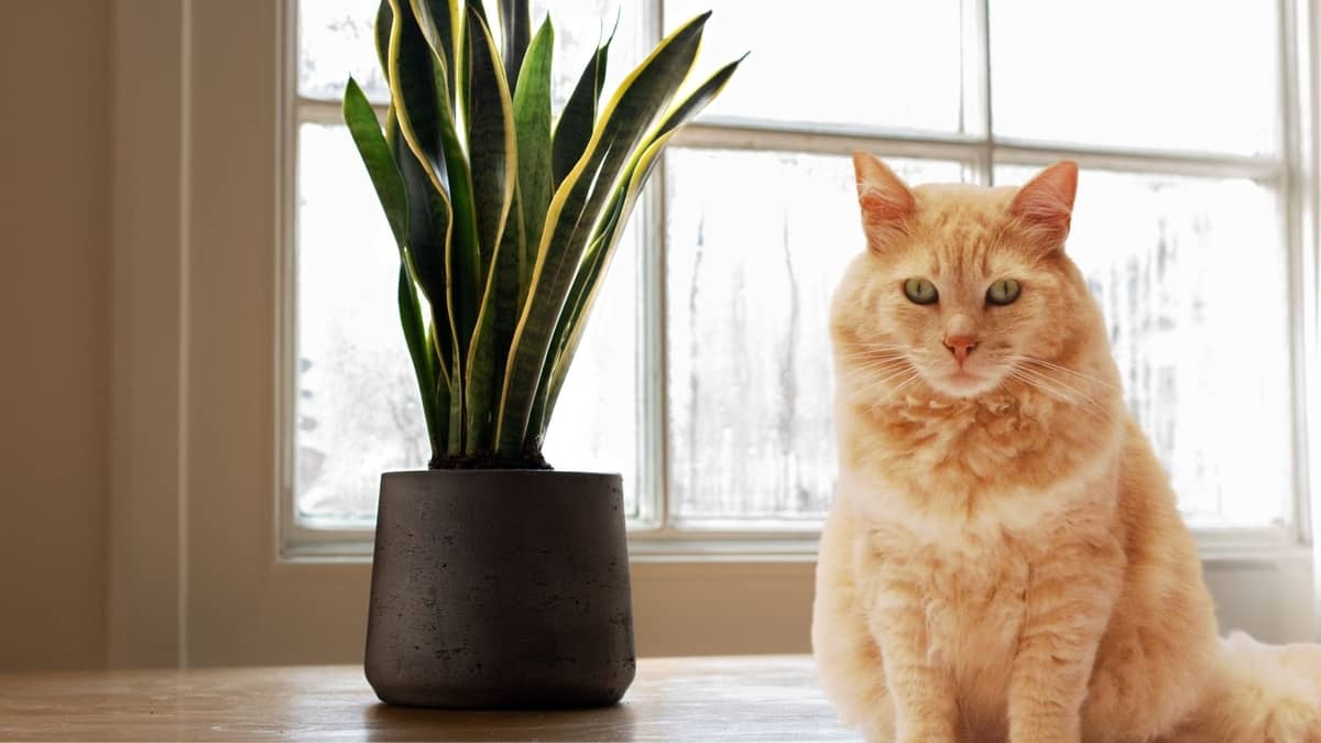 Is Sansevieria Poisonous To Cats