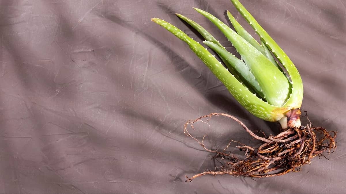My Aloe Vera Roots Broke Off – What To Do