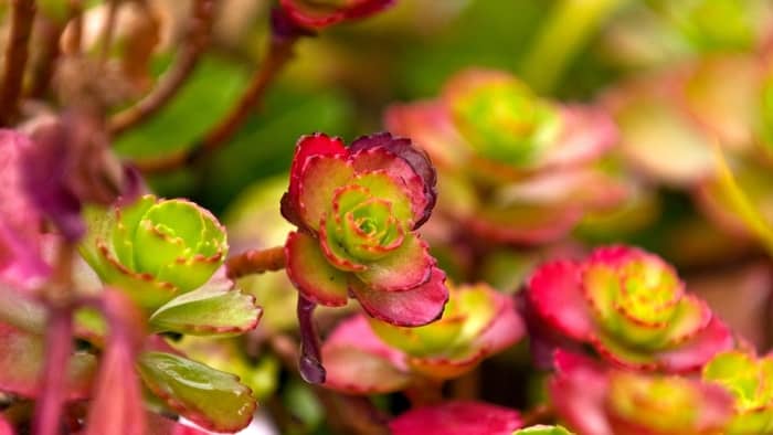 The dragon’s Blood sedums are great varieties to plant in landscapes