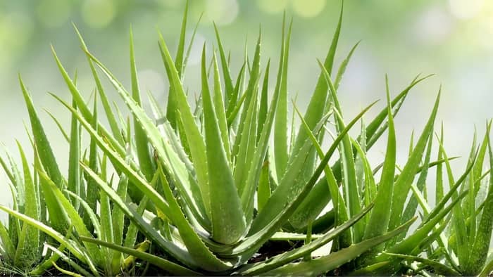 What Are The Aloe Vera Light Requirements