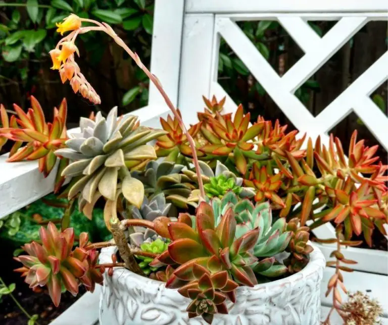 What Does It Mean when Succulents Turn Yellow? Succulents Help