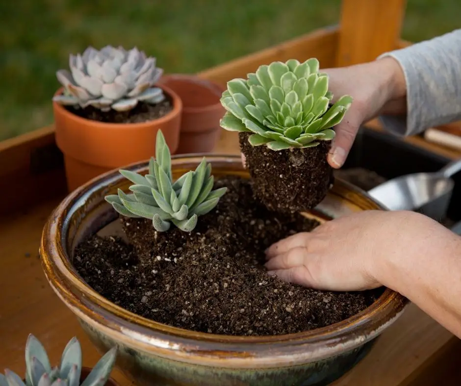 when-to-plant-succulents-outside-succulents-help