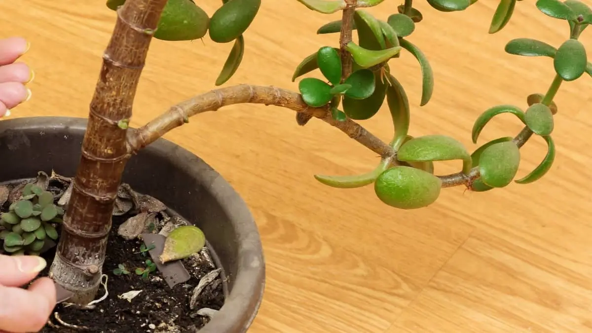 Why Is My Jade Plant Dropping Leaves and Branches