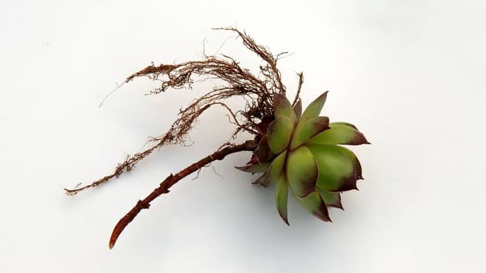 transplanted succulents can die due to issues in roots being cut or improperly divided