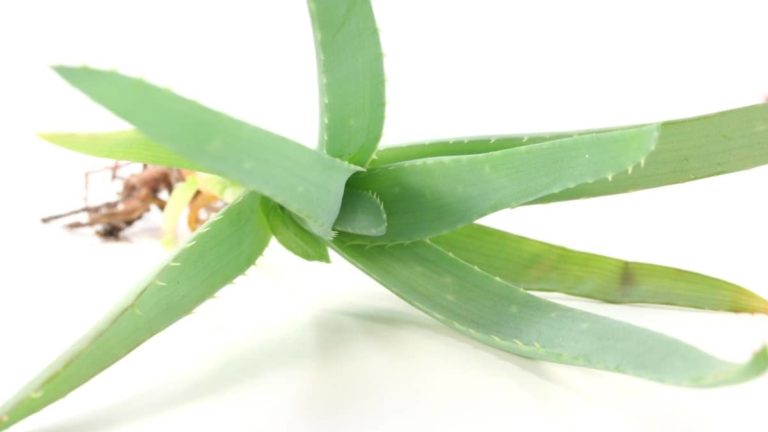 How Do Aloe Plants Reproduce Succulents Help 4280