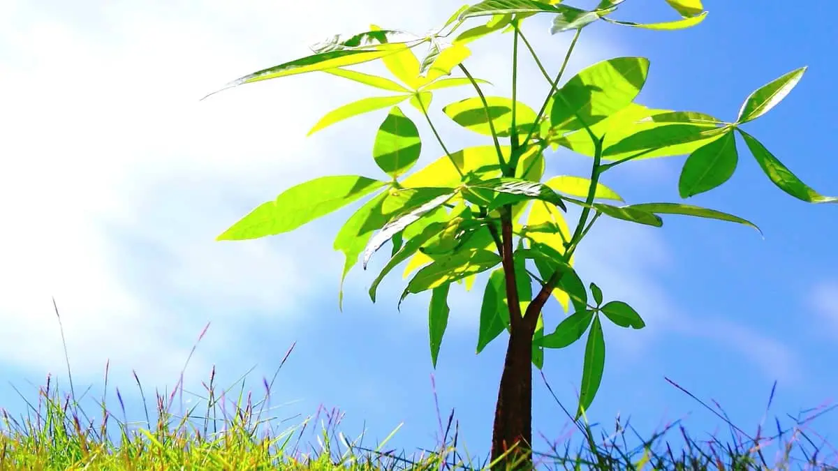How To Grow A Money Tree From A Cutting Fast