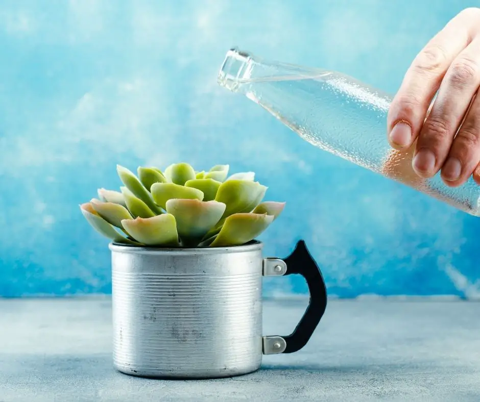 how-to-water-succulents-in-pots-succulents-help