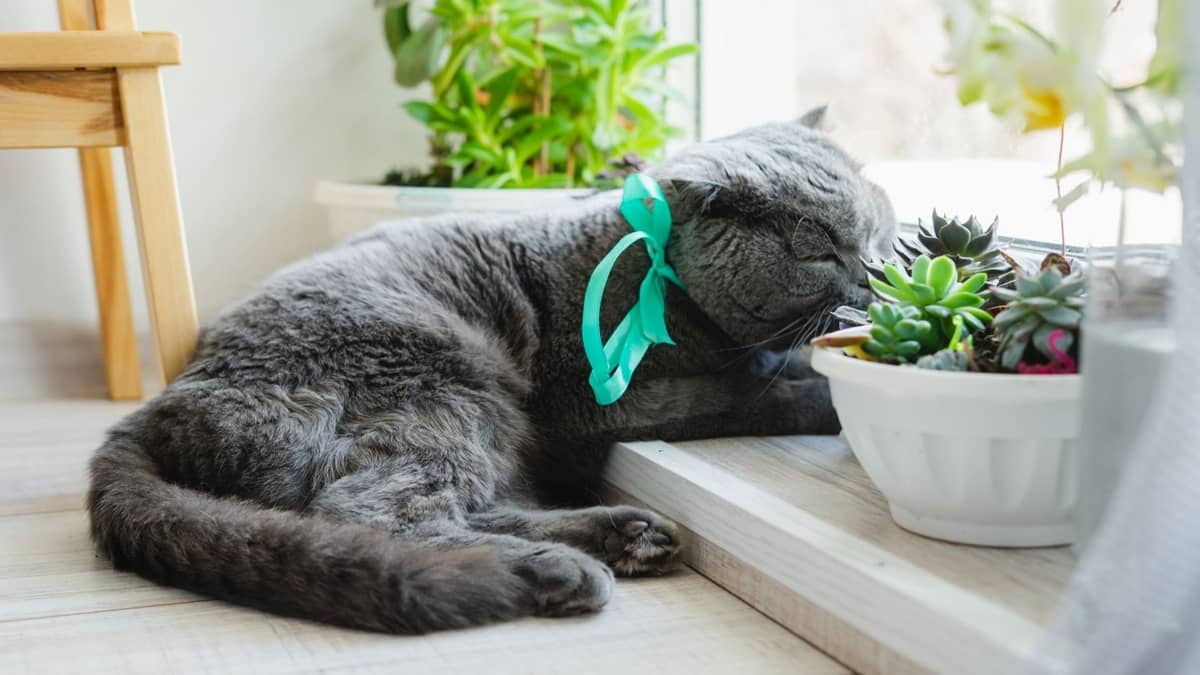 Is Burros Tail Toxic To Pets