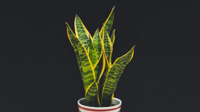 Things You Should Know About Snake Plants And Dogs - Succulents Help