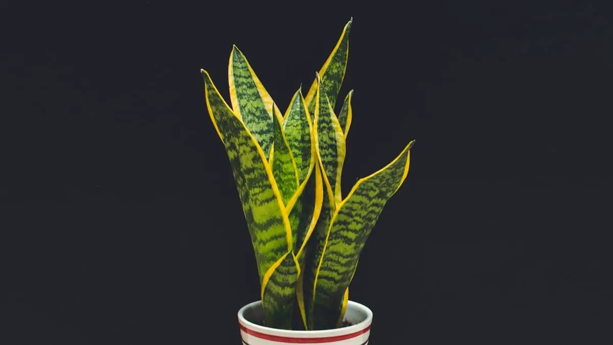 Things You Should Know About Snake Plants And Dogs
