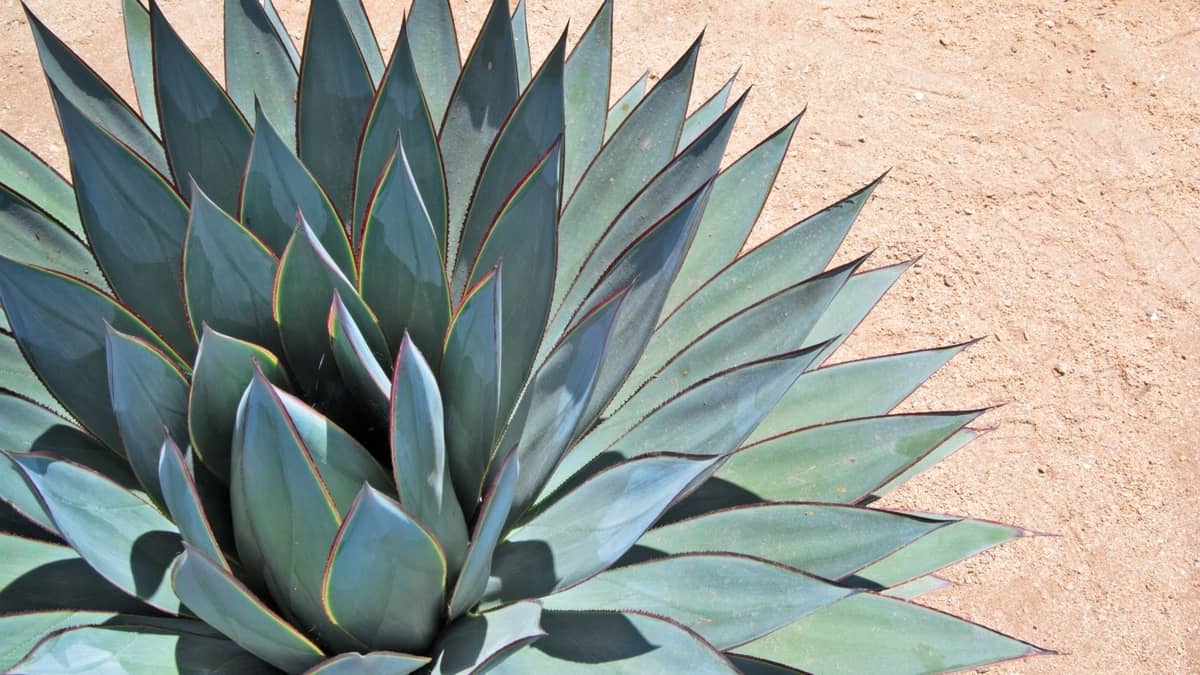 Do Know What To Do With Agave Stalk