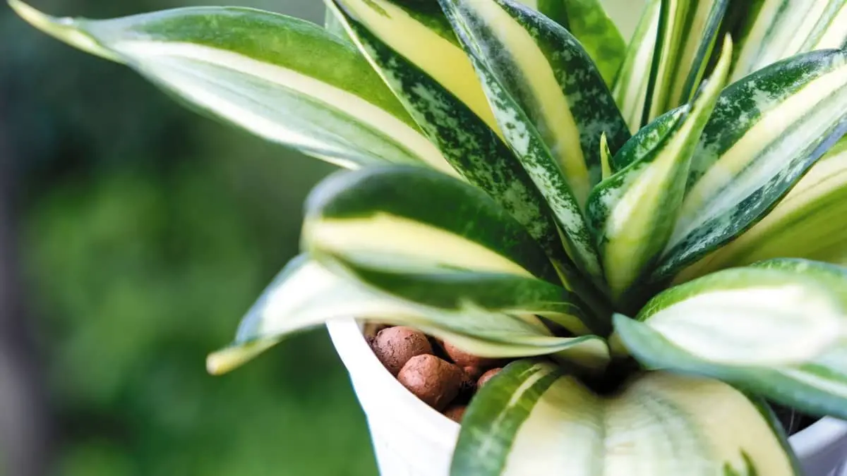 How Often Should You Water A Snake Plant