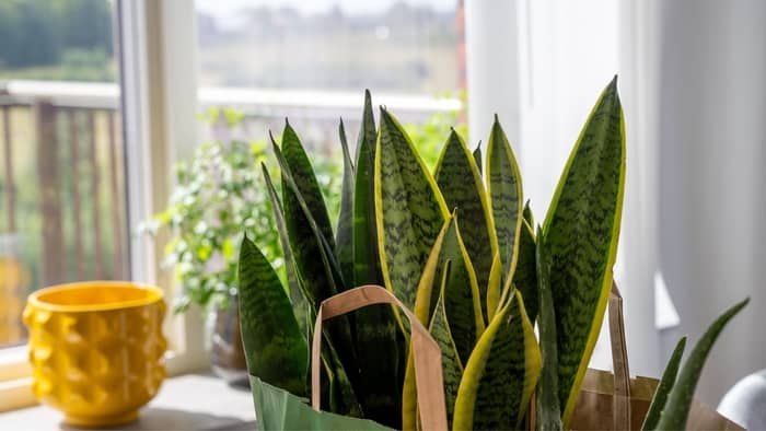 How long can snake plants go without water