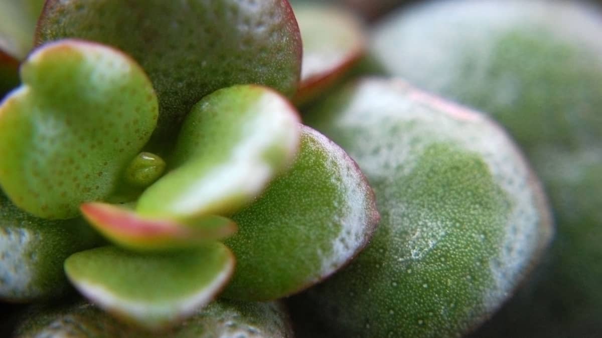 Tips On How To Trim A Jade Plant