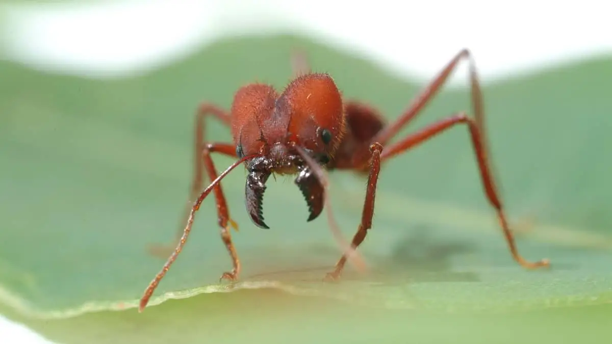 Are There Any Plants That Deter Ants