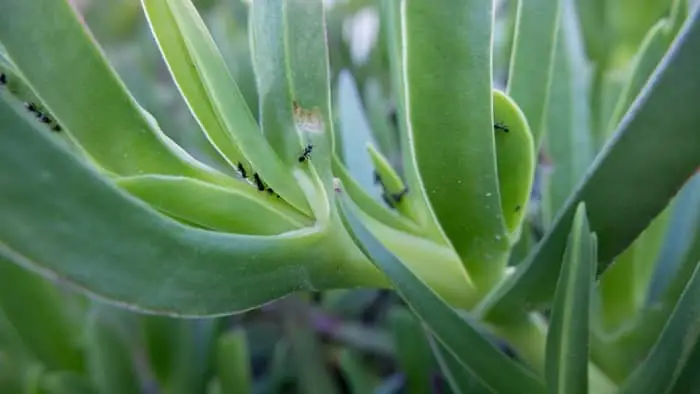 Plants That Deter Ants