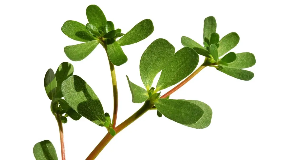 Is Purslane Plant Annual Or Perennial