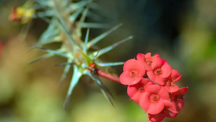 How poisonous is a crowns of thorns plant