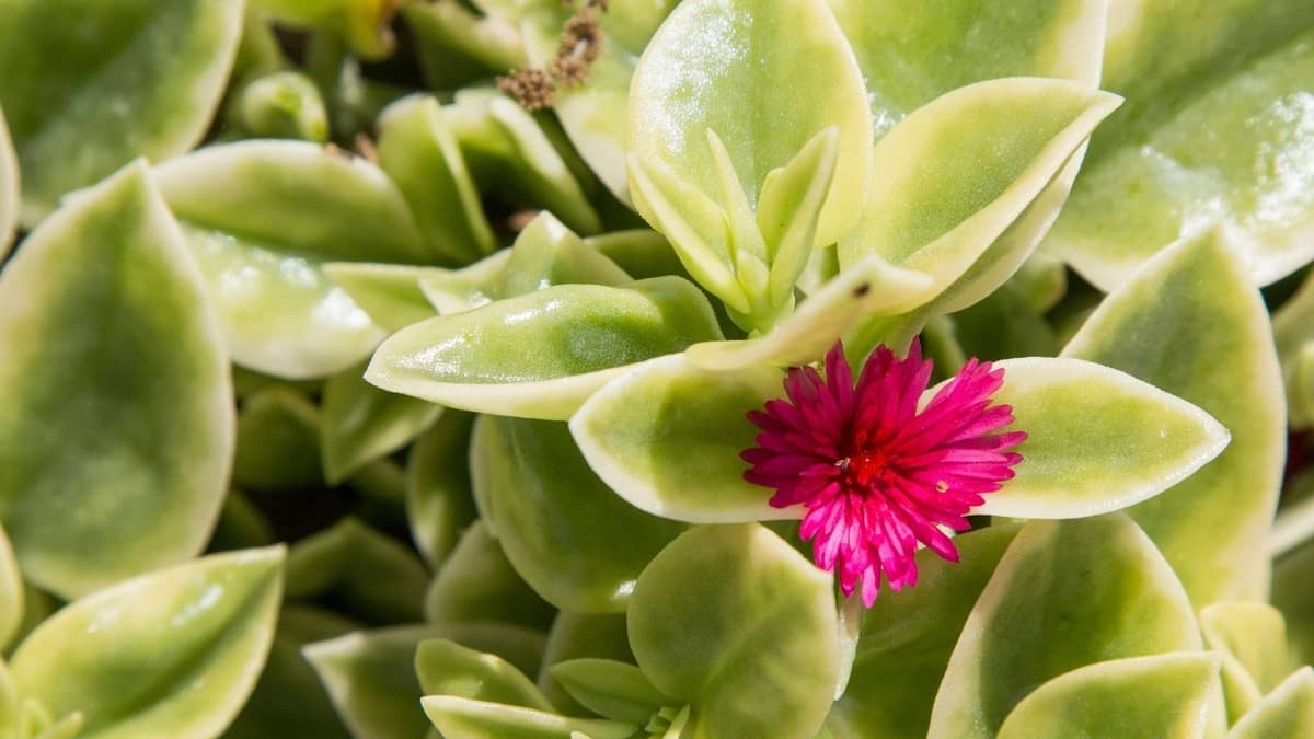 Best Ice Plant Care In Winter