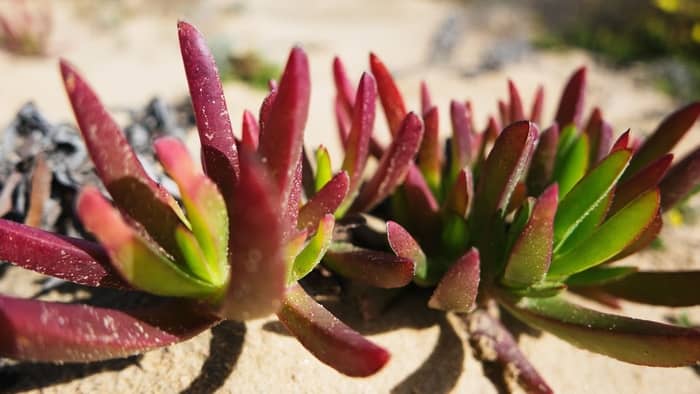 Does the ice plant survive winter?