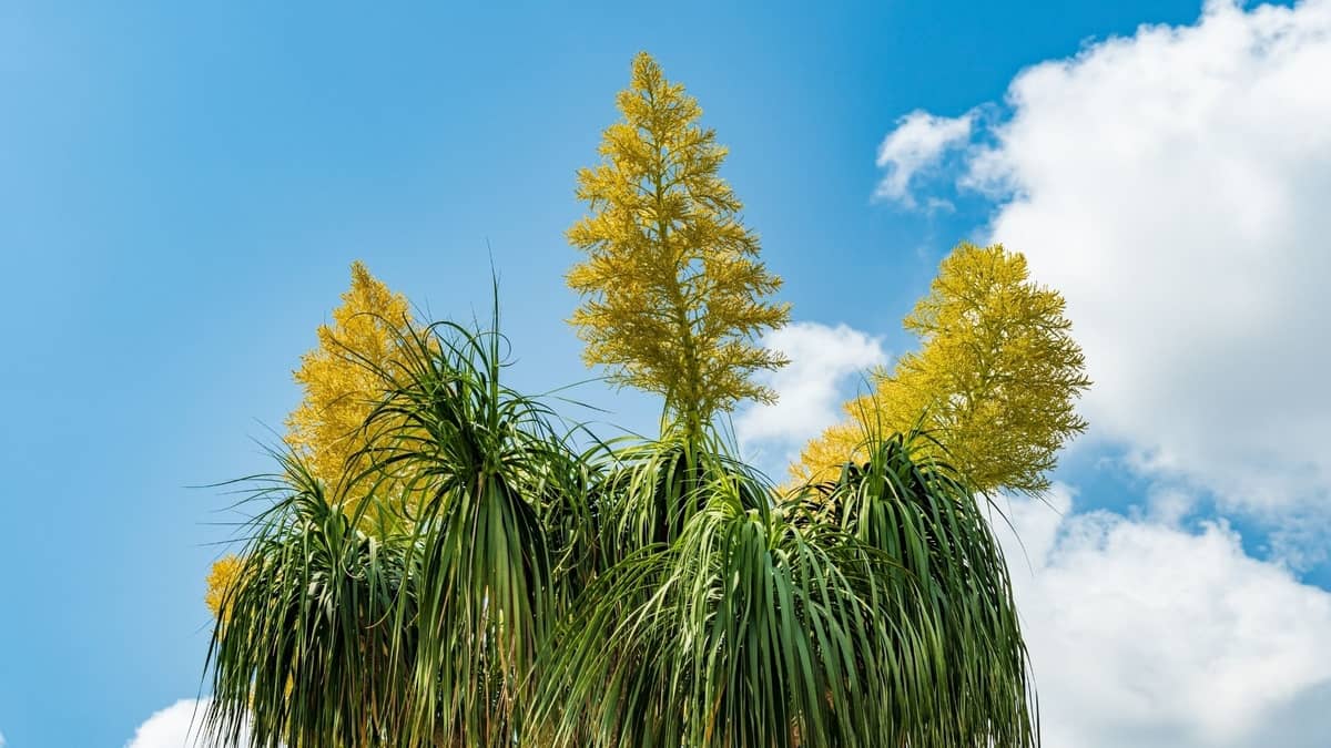 Facts About Ponytail Palm Light Requirements 