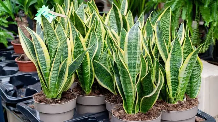 are snake plants toxic to dogs