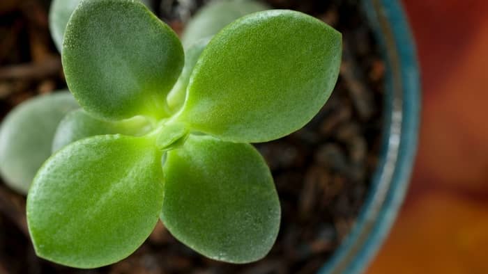 how fast do jade plants grow