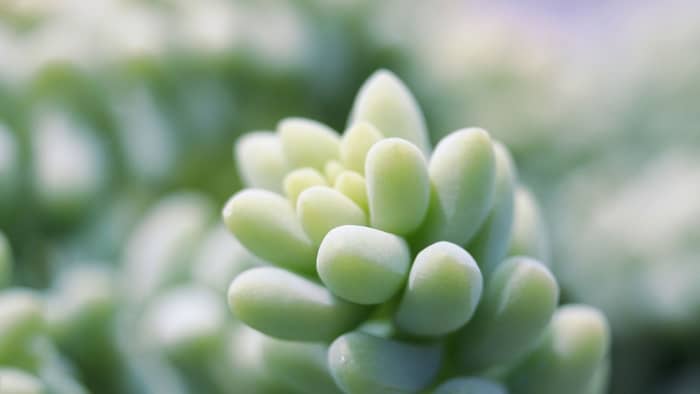 lambs tail succulent