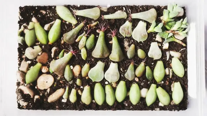 what do healthy succulent roots look like