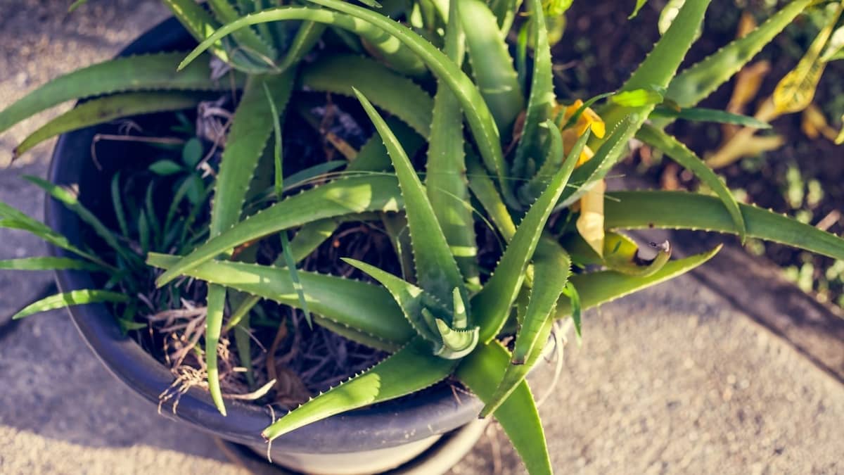 Aloe Vera Plant Turning Brown And Soft
