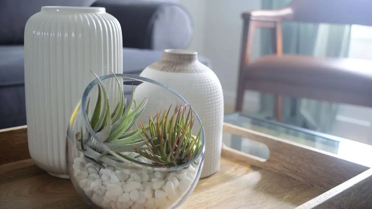 Are All Air Plants Nontoxic