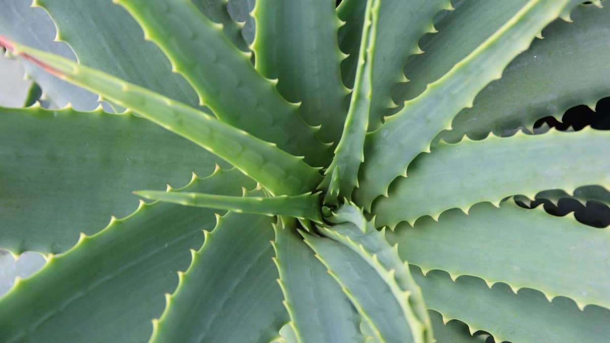 Are Aloe Plants Poisonous To Cats