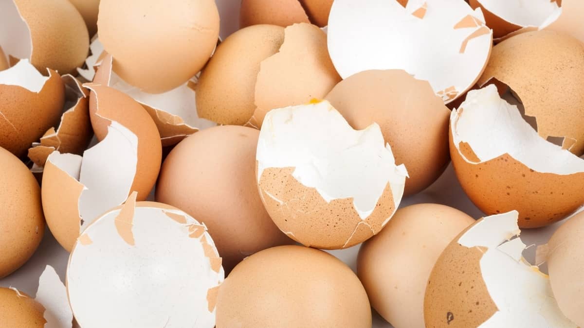 Are Eggshells Good For Houseplants