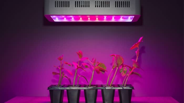  Are LED lights good for growing seedlings?